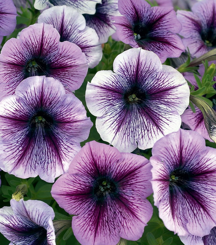 Петуния гибридная Пурпл вейн